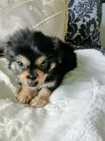 Bentley , a male Yorkshire Terrier for sale in Slidell, LA – 5 of 5