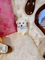 Lincoln , a female Maltese for sale in Slidell, LA – 2 of 3