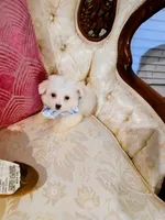 Lincoln , a female Maltese for sale in Slidell, LA – 3 of 3