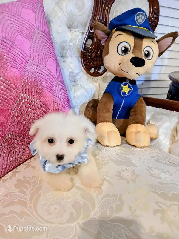 Lincoln  – Maltese puppy for sale in Slidell, LA