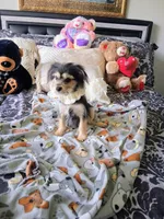 Bentley , a male Yorkshire Terrier for sale in Slidell, LA – 2 of 7