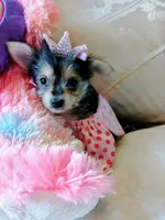 Princess, a female Yorkshire Terrier for sale in Slidell, LA – 2 of 3