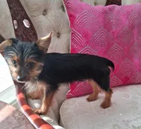 Rusty, a male Yorkshire Terrier for sale in New Orleans, LA – 5 of 10