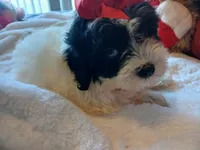 Jasmine , a female Poodle - Miniature  for sale in Slidell, LA – 6 of 6