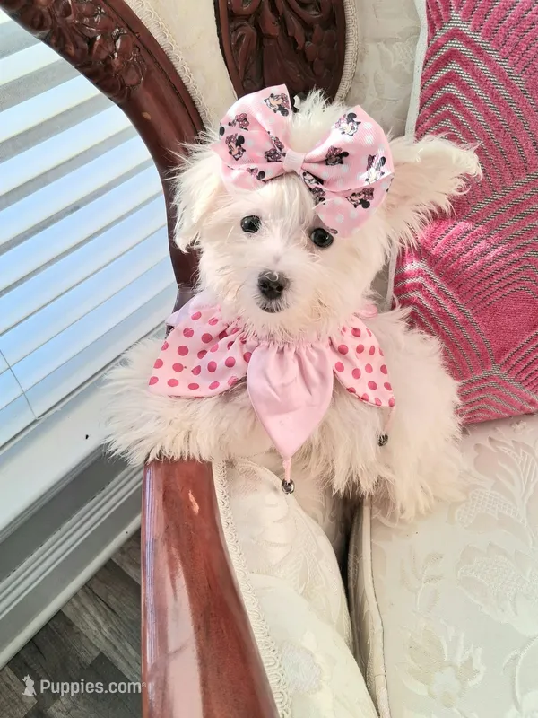 Italy – Maltese puppy for sale in New Orleans, LA