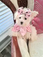 Italy, a female Maltese for sale in New Orleans, LA – 1 of 4
