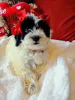 Jasmine , a female Poodle - Miniature  for sale in Slidell, LA – 1 of 6