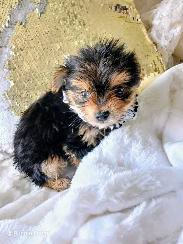 Dash – Yorkshire Terrier puppy for sale in Slidell, LA