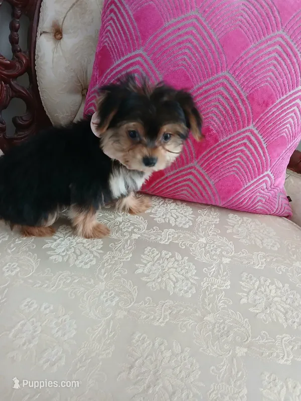 Dash – Yorkshire Terrier puppy for sale in Slidell, LA