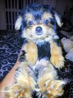 Dash, a male Yorkshire Terrier for sale in Slidell, LA – Photo 2 of 2