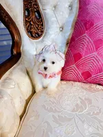 Lexus, a female Maltese for sale in Slidell, LA – 3 of 8