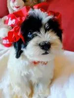 Jasmine , a female Poodle - Miniature  for sale in Slidell, LA – 2 of 6