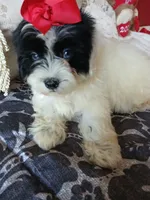 Jasmine , a female Poodle - Miniature  for sale in Slidell, LA – 5 of 6