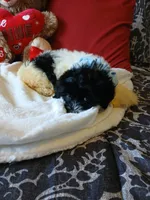 Aladdin , a male Poodle - Miniature  for sale in Slidell, LA – 4 of 5