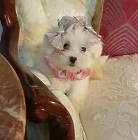 Lexus, a female Maltese for sale in Slidell, LA – 8 of 8