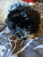 Aladdin , a male Poodle - Miniature  for sale in Slidell, LA – 2 of 5