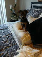 Rusty, a male Yorkshire Terrier for sale in Slidell, LA – 3 of 3