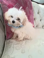Rome, a male Maltese for sale in New Orleans, LA – 3 of 4