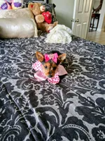 Princess , a female Yorkshire Terrier for sale in Slidell, LA – 1 of 4