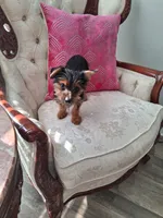 Rusty, a male Yorkshire Terrier for sale in New Orleans, LA – 6 of 10