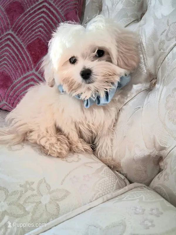 Rome – Maltese puppy for sale in New Orleans, LA