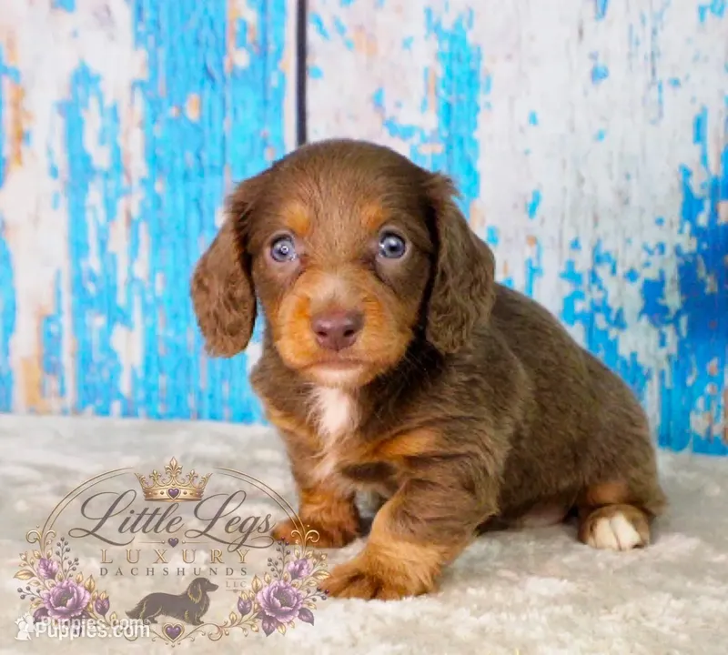 AKC Eclipse – Miniature Dachshund puppy for sale in Christiansburg, VA