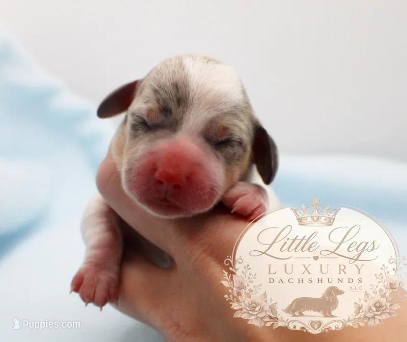 AKC Sailor – Miniature Dachshund puppy for sale in Christiansburg, VA