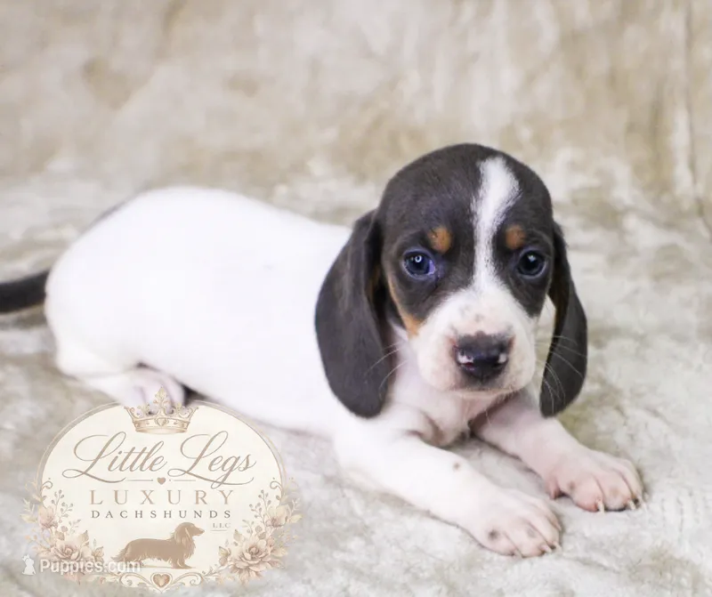 AKC Skipper – Miniature Dachshund puppy for sale in Christiansburg, VA