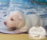 AKC Cove, a male Miniature Dachshund for sale in Christiansburg, VA – 4 of 4