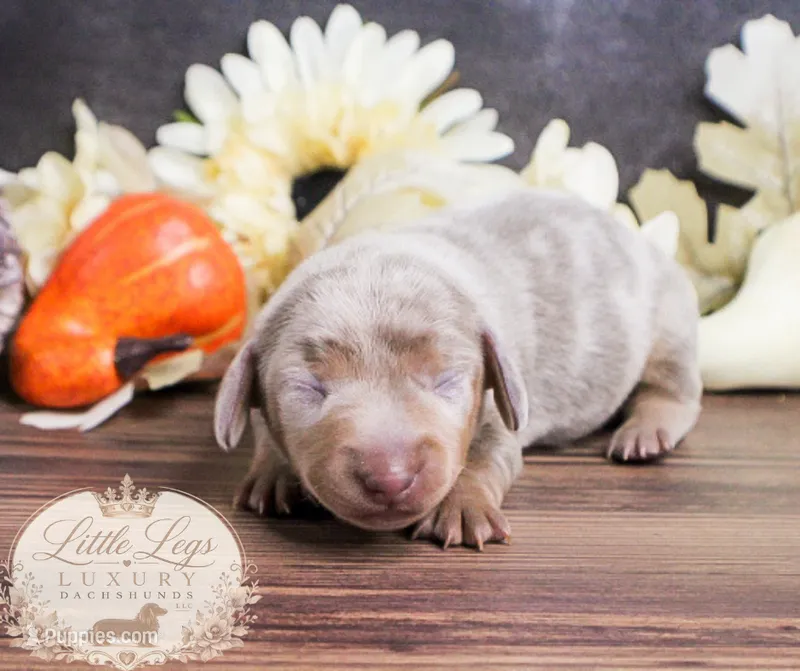 CKC Honey – Miniature Dachshund puppy for sale in Christiansburg, VA