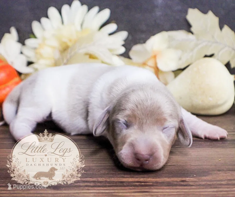 CKC Bramley – Miniature Dachshund puppy for sale in Christiansburg, VA