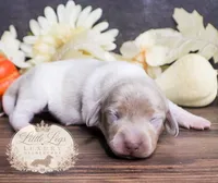 CKC Bramley, a male Miniature Dachshund for sale in Christiansburg, VA – 1 of 4