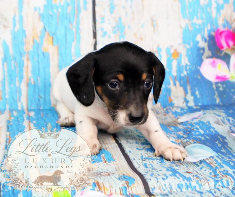 AKC Primrose – Miniature Dachshund puppy for sale in Christiansburg, VA