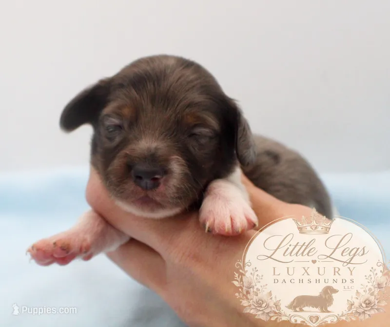 AKC Sage – Miniature Dachshund puppy for sale in Christiansburg, VA