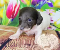 AKC Basil, a male Miniature Dachshund for sale in Christiansburg, VA – 2 of 4