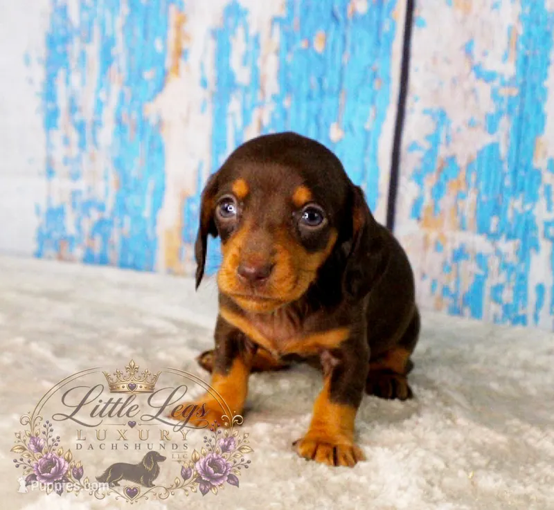 AKC Aster – Miniature Dachshund puppy for sale in Christiansburg, VA