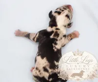 AKC Reef, a male Miniature Dachshund for sale in Christiansburg, VA – 2 of 4