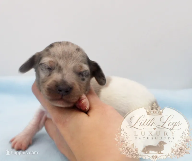 AKC Clover – Miniature Dachshund puppy for sale in Christiansburg, VA