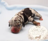 AKC Reef, a male Miniature Dachshund for sale in Christiansburg, VA – 3 of 4