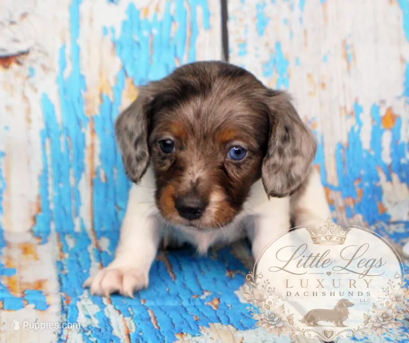 AKC Sage – Miniature Dachshund puppy for sale in Christiansburg, VA