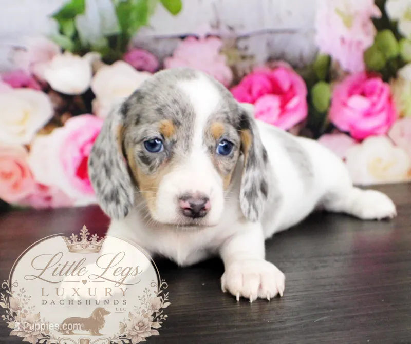 AKC Sailor – Miniature Dachshund puppy for sale in Christiansburg, VA