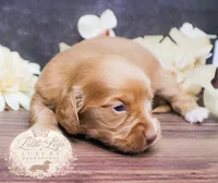AKC Ember, a female Miniature Dachshund for sale in Christiansburg, VA – 4 of 4