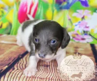 AKC Basil, a male Miniature Dachshund for sale in Christiansburg, VA – 4 of 4