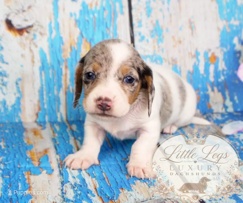 AKC Sailor – Miniature Dachshund puppy for sale in Christiansburg, VA