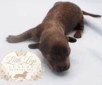 AKC Lupin, a male Miniature Dachshund for sale in Christiansburg, VA – 3 of 4