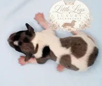 AKC Heath, a male Miniature Dachshund for sale in Christiansburg, VA – 4 of 4