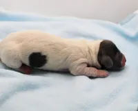 CKC Henry, a male Miniature Dachshund for sale in Christiansburg, VA – Photo 4 of 4