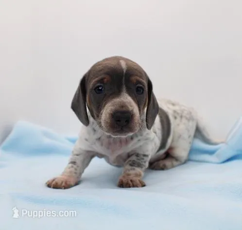 CKC Henry – Miniature Dachshund puppy for sale in Christiansburg, VA