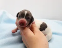 CKC Henry, a male Miniature Dachshund for sale in Christiansburg, VA – Photo 3 of 4