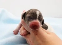 CKC Henry, a male Miniature Dachshund for sale in Christiansburg, VA – Photo 1 of 4